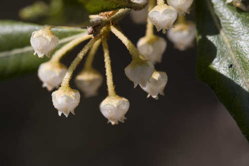 Lyonia ferruginea #8